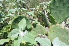 Opuntia tunoidea
