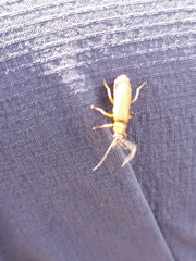 Cantharis rufa