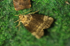 Tetheella fluctuosa