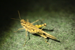 Acrotylus longipes