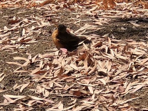 photo of American Robin (Turdus migratorius)