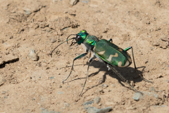 Cicindela coerulea nitida