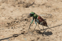 Cicindela coerulea nitida