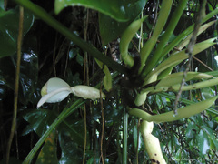 Philodendron appendiculatum