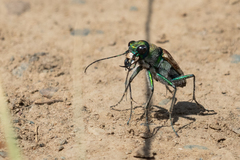 Cicindela coerulea nitida