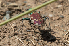 Cicindela coerulea nitida