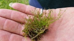 Schoenus maschalinus