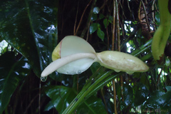 Philodendron appendiculatum