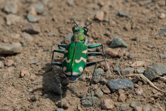 Cicindela coerulea nitida