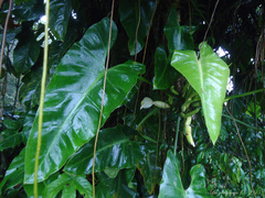 Philodendron appendiculatum