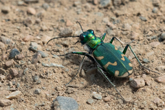Cicindela coerulea nitida