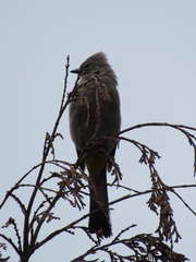 Ptiliogonys cinereus