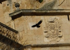 Pyrrhocorax pyrrhocorax