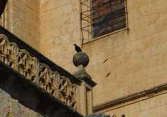 Pyrrhocorax pyrrhocorax