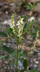 Melilotus albus