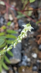 Melilotus albus