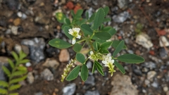 Melilotus albus