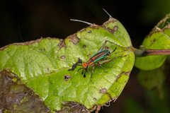 Phylloscyrtus