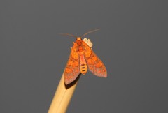 Elysius pyrosticta