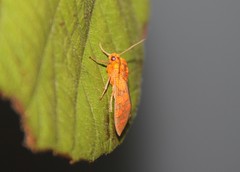 Elysius pyrosticta