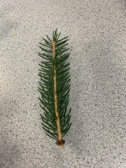Abies amabilis