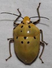 Augocoris gomesii