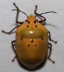 Augocoris gomesii