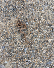 Hypsiglena ochrorhynchus klauberi