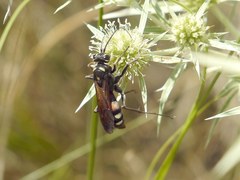Cryptocheilus egregius
