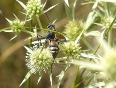Cryptocheilus egregius