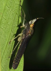 Raphirhinus phosphoreus