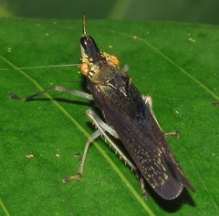 Raphirhinus phosphoreus