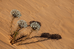 Paepalanthus chiquitensis