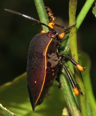 Brachystethus cribrus
