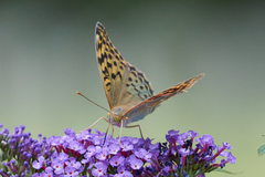 Argynnis pandora