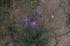 Centaurea jacea