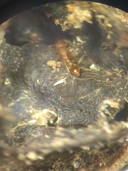Cardiocondyla wroughtonii