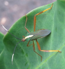 Lucullia flavovittata