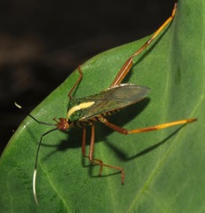 Lucullia flavovittata