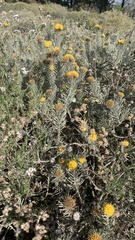 Leucospermum tomentosum