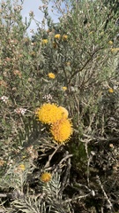 Leucospermum tomentosum