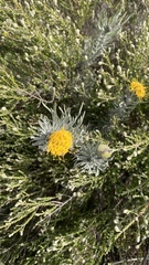 Leucospermum tomentosum