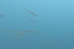 Merlangius merlangus