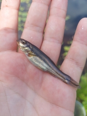 Chrosomus neogaeus