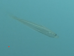 Merlangius merlangus