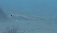 Merlangius merlangus