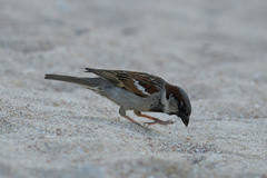 Passer domesticus