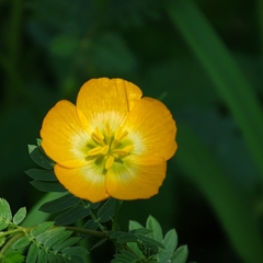 Kallstroemia grandiflora
