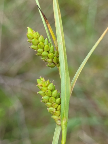 Carex crawei Dewey ex Torr.