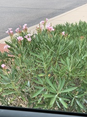 Nerium oleander